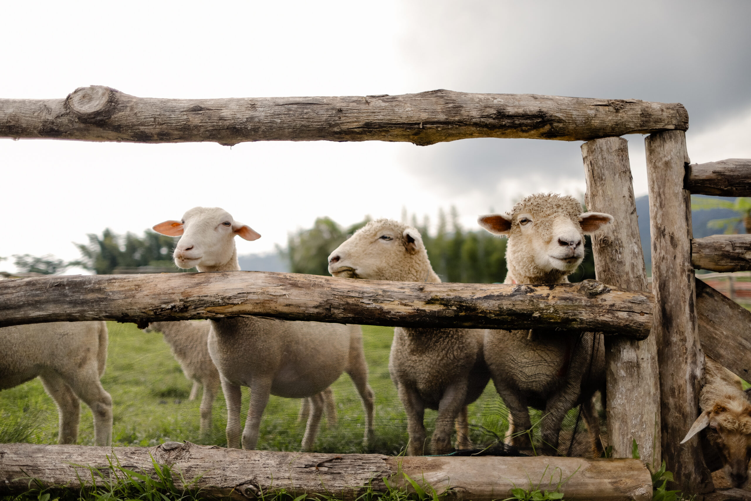 Menggala Ranch Swiss Of Java